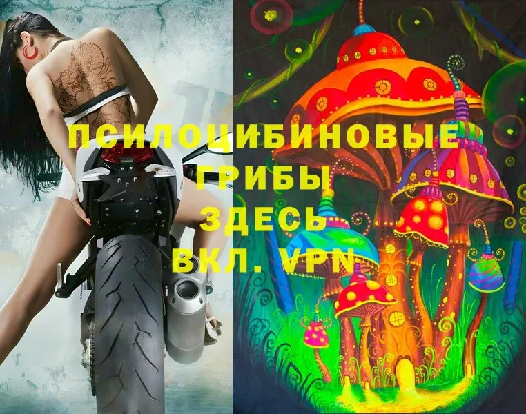 мега онион  Уяр  Галлюциногенные грибы Psilocybe 